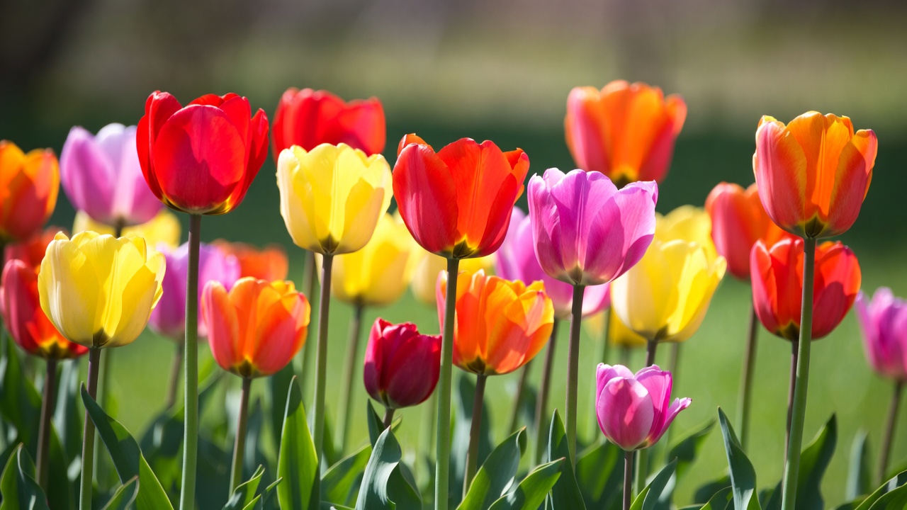 Colorful Tulips in Green Field Colorful Tulips in Green Field