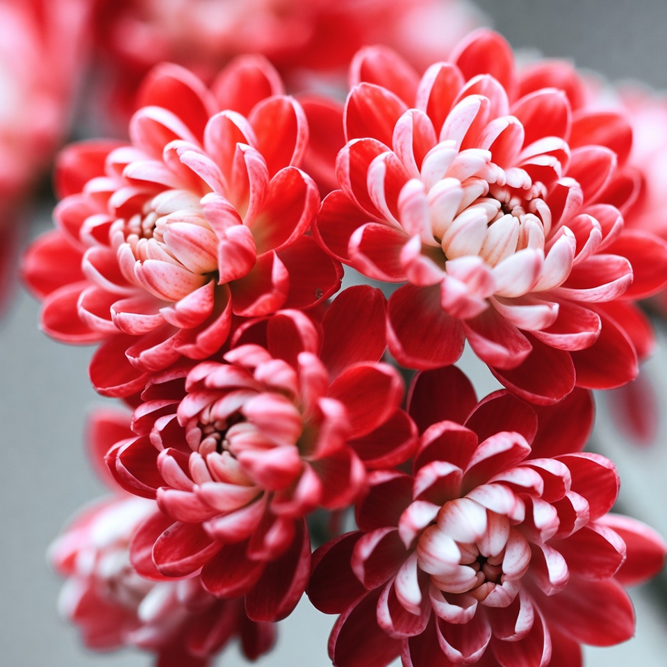 Red Dahlia Flowers Bouquet Red Dahlia Flowers Bouquet