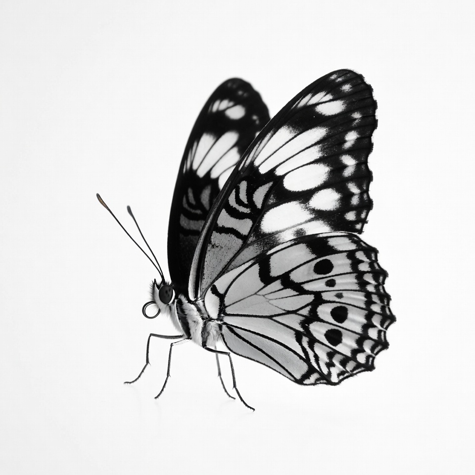 White butterfly with black spots White butterfly with black spots
