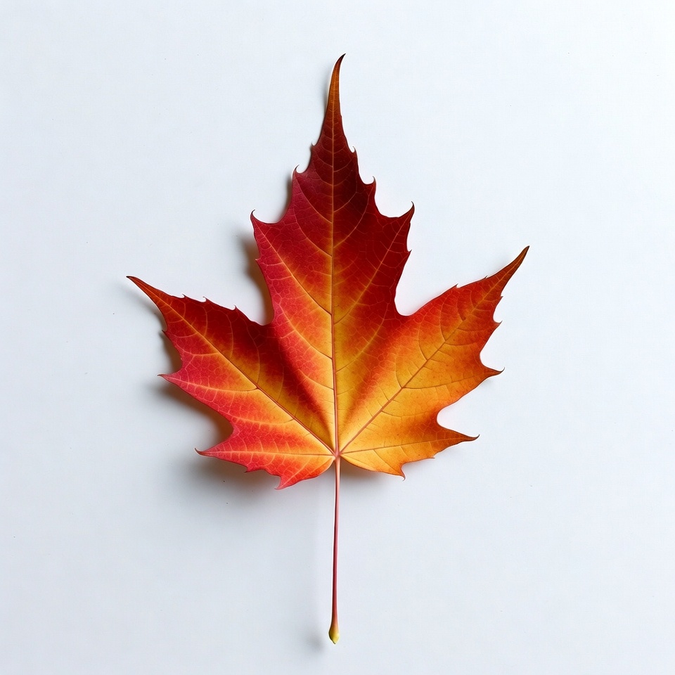 Red maple leaf on white background Red maple leaf on white background