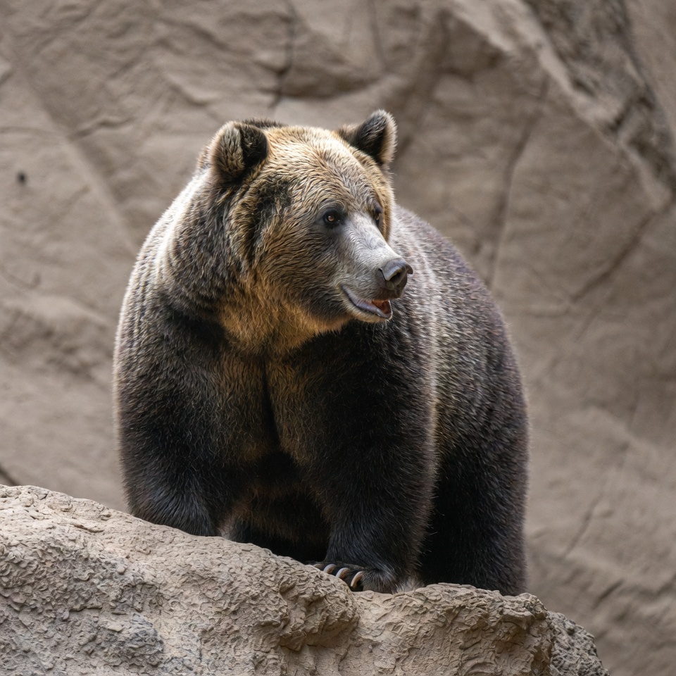 Grizzly bear standing on rock Grizzly bear standing on rock