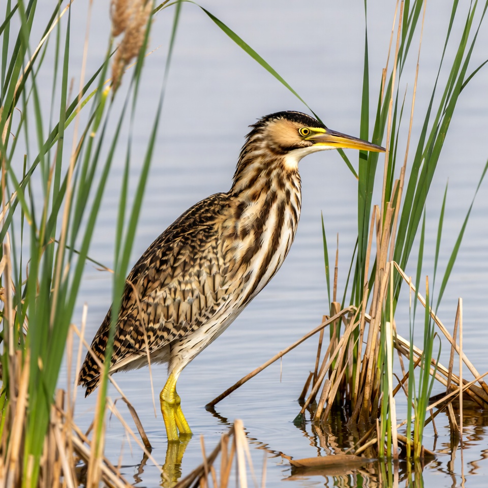 Striated Heron in Reeds Striated Heron in Reeds