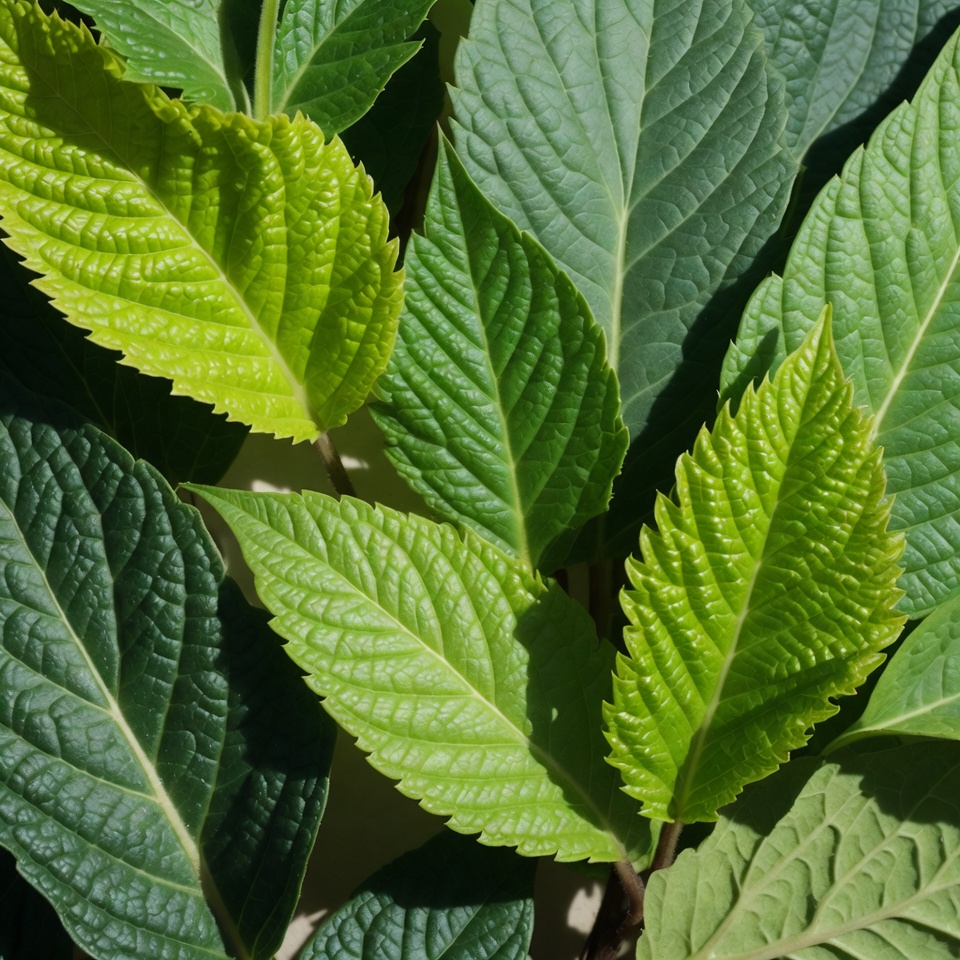 Vibrant serrated green leaves close-up Vibrant serrated green leaves close-up