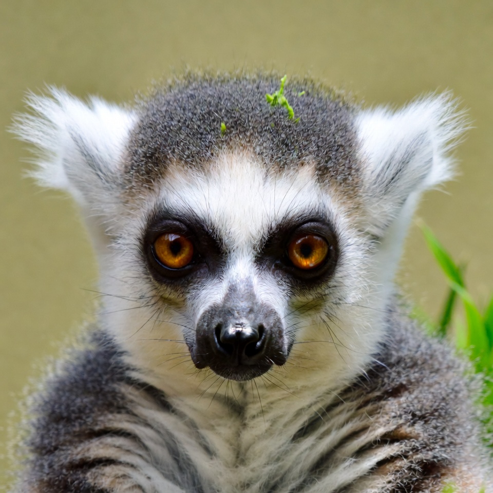 Ring-tailed lemur with leaf on head Ring-tailed lemur with leaf on head