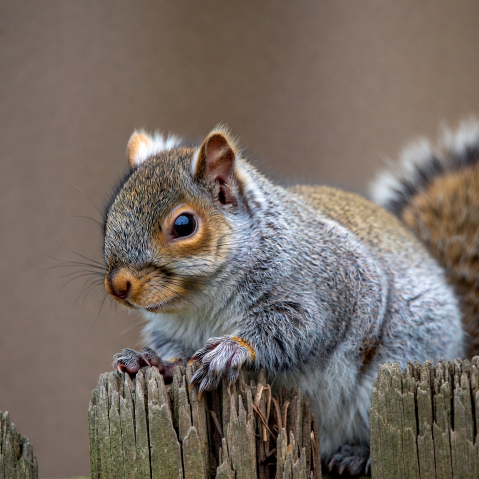 Squirrel on wooden fence Squirrel on wooden fence