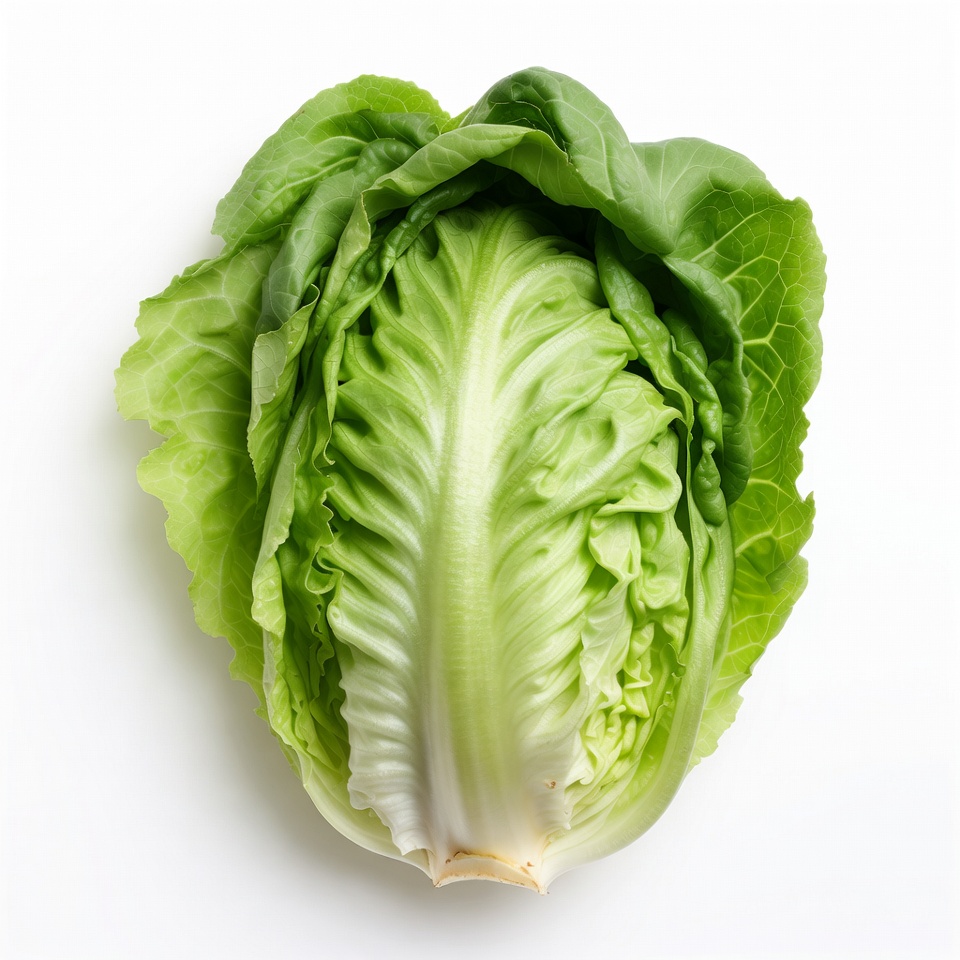 Fresh green lettuce head Fresh green lettuce head