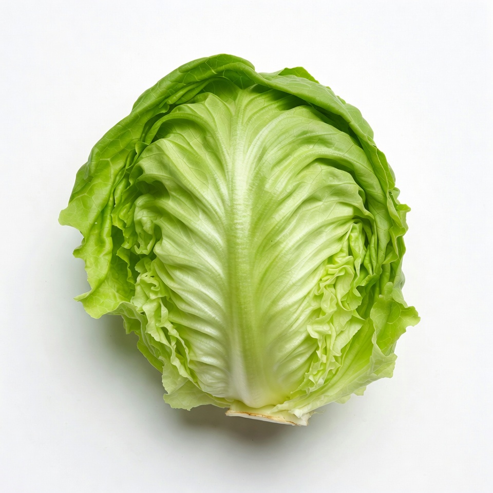 Fresh Green Lettuce Head Fresh Green Lettuce Head