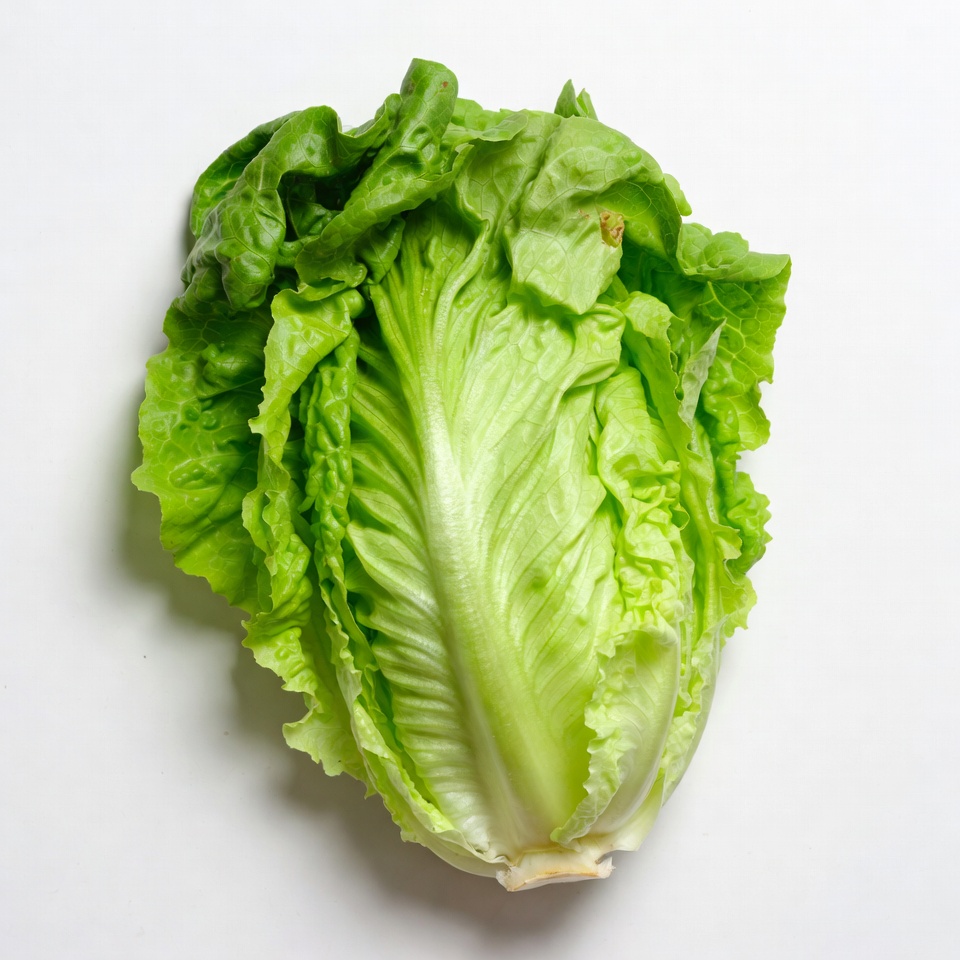 Fresh Romaine Lettuce Head Fresh Romaine Lettuce Head