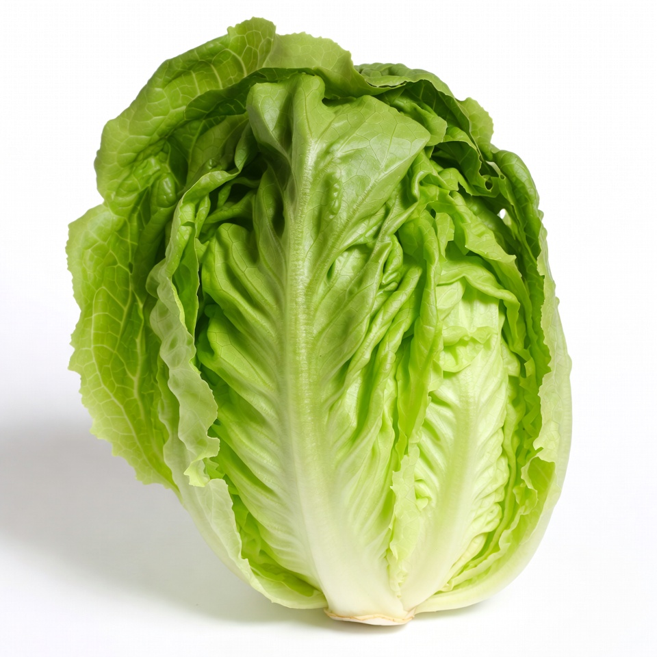 Fresh green lettuce head Fresh green lettuce head