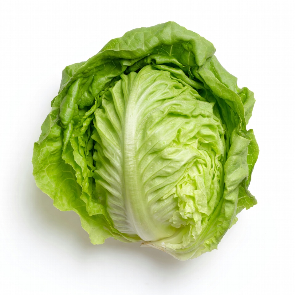 Fresh green lettuce head Fresh green lettuce head