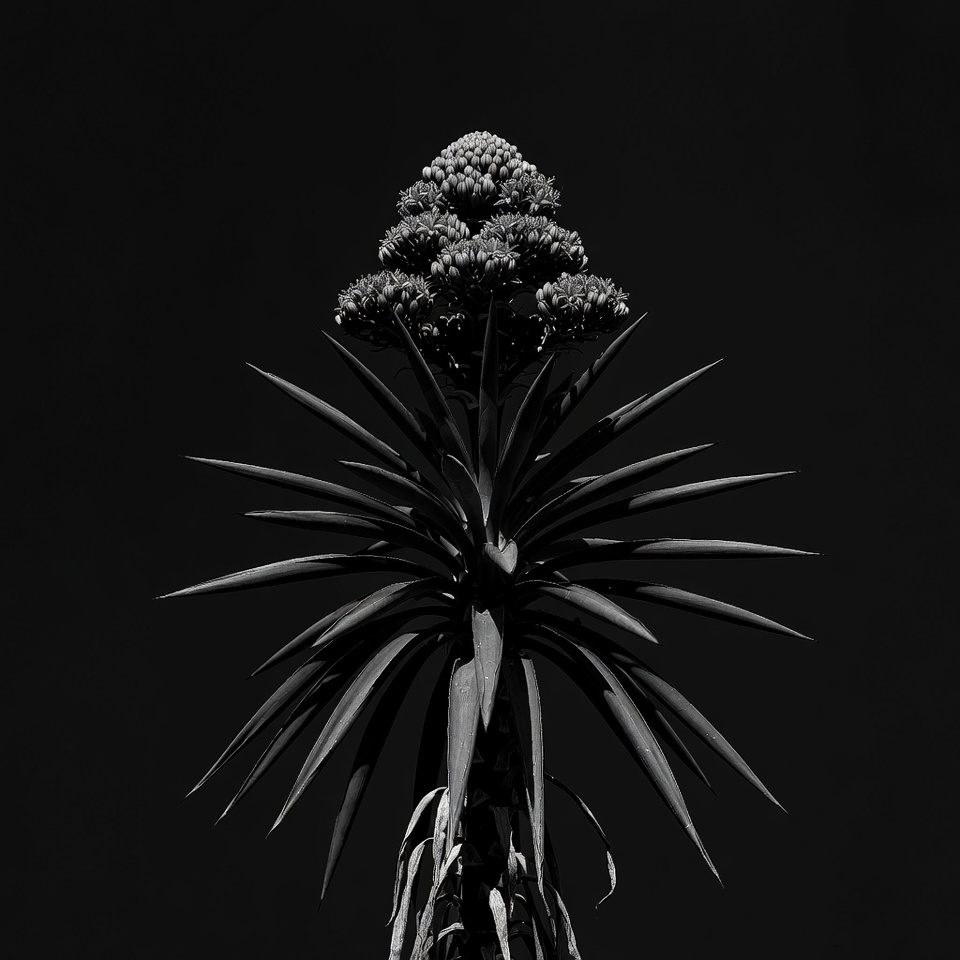 Agave Flower Stalk Black Background Agave Flower Stalk Black Background