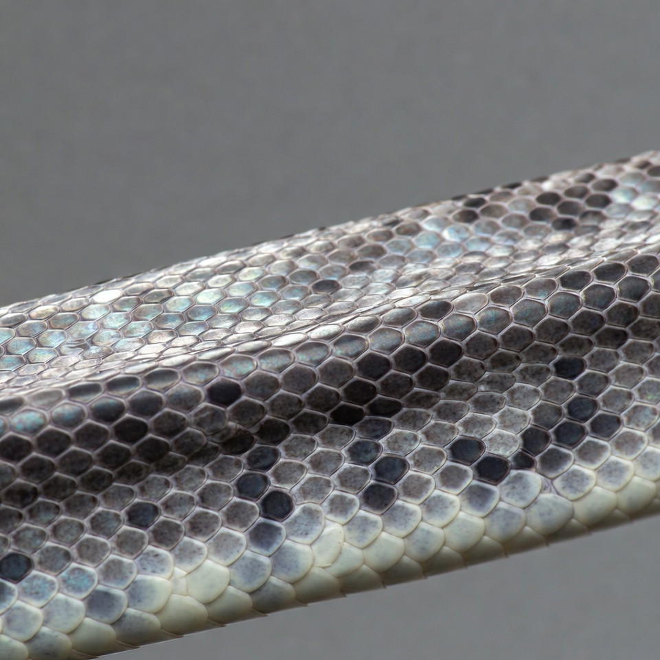 Gray snake skin texture closeup Gray snake skin texture closeup