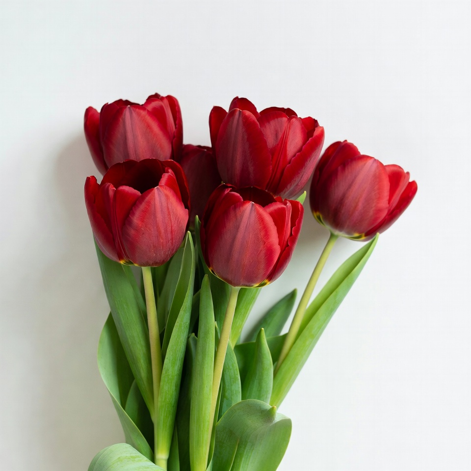 Red Tulips Bouquet on White Red Tulips Bouquet on White