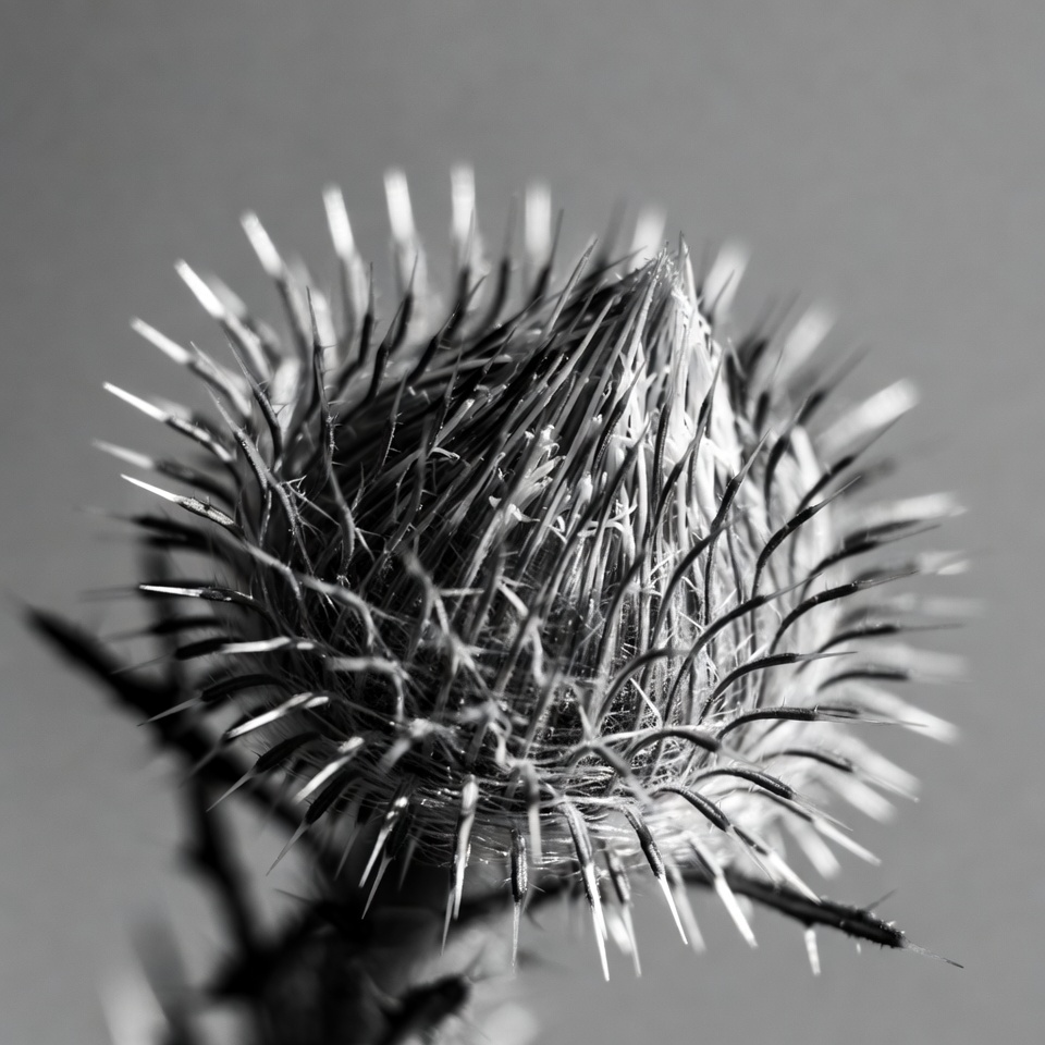 Spiky Thistle Flower Head Spiky Thistle Flower Head