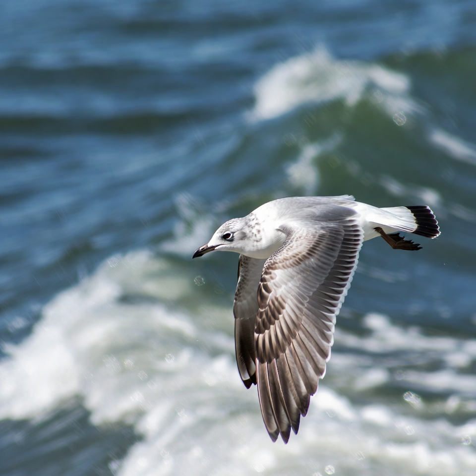 Seagull flying over ocean waves Seagull flying over ocean waves