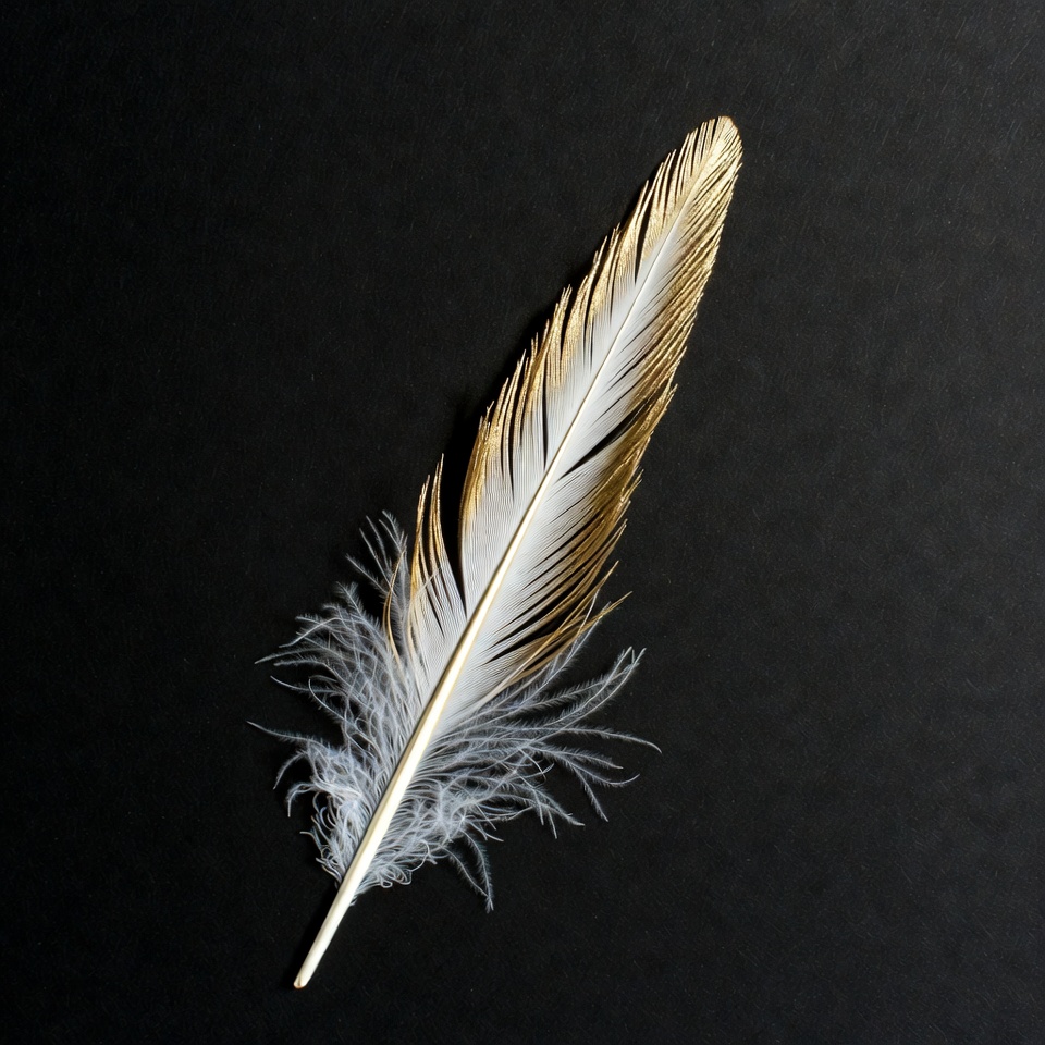 Golden White Feather on Black Background Golden White Feather on Black Background