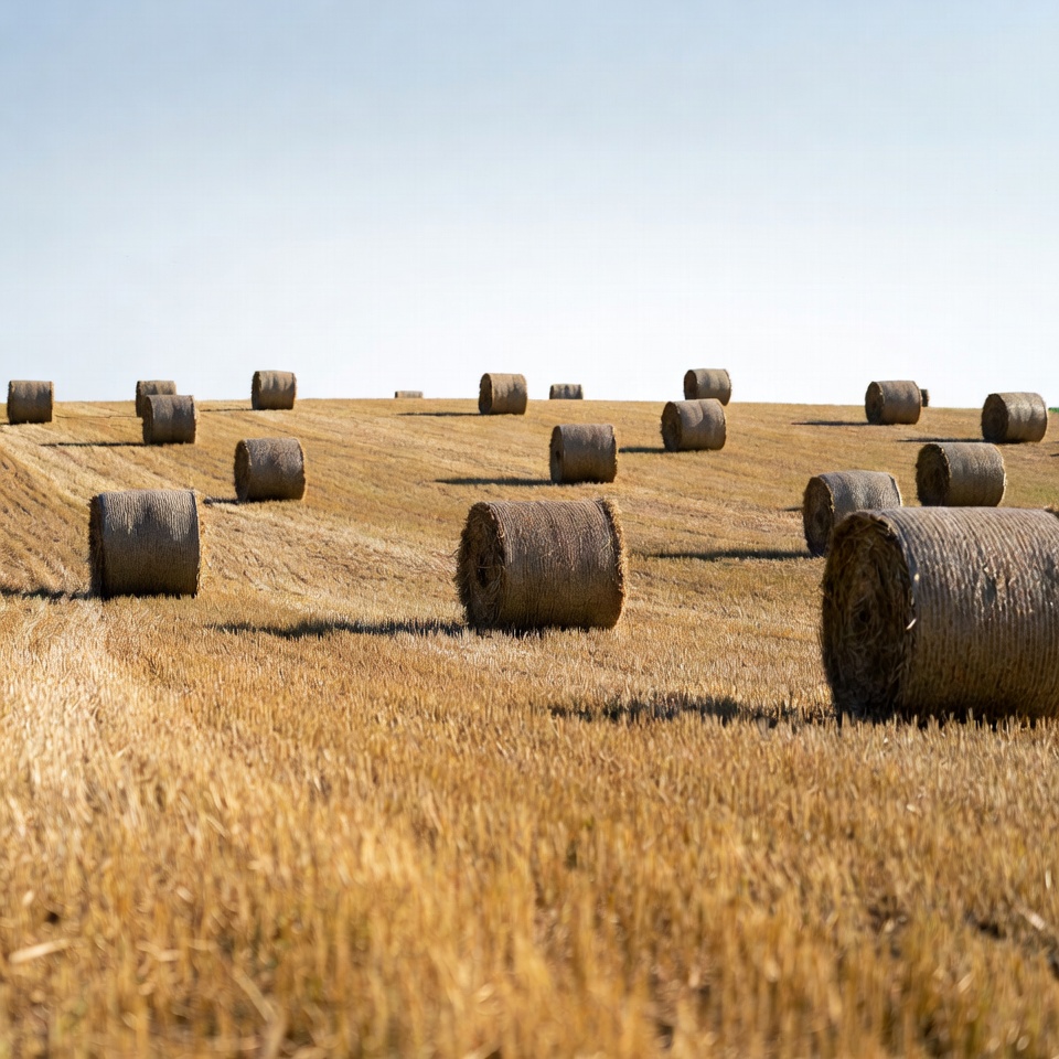 Hay bales in golden field Hay bales in golden field