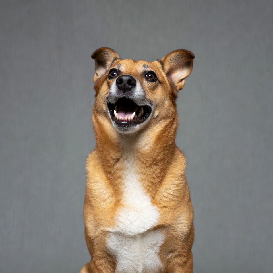 Brown dog barking on gray background Brown dog barking on gray background