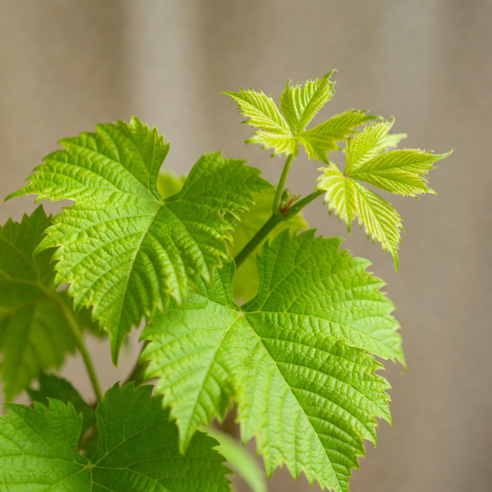 Fresh green grapevine leaves Fresh green grapevine leaves