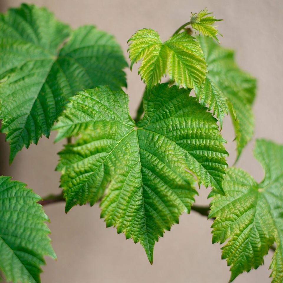 Fresh green grape leaves Fresh green grape leaves