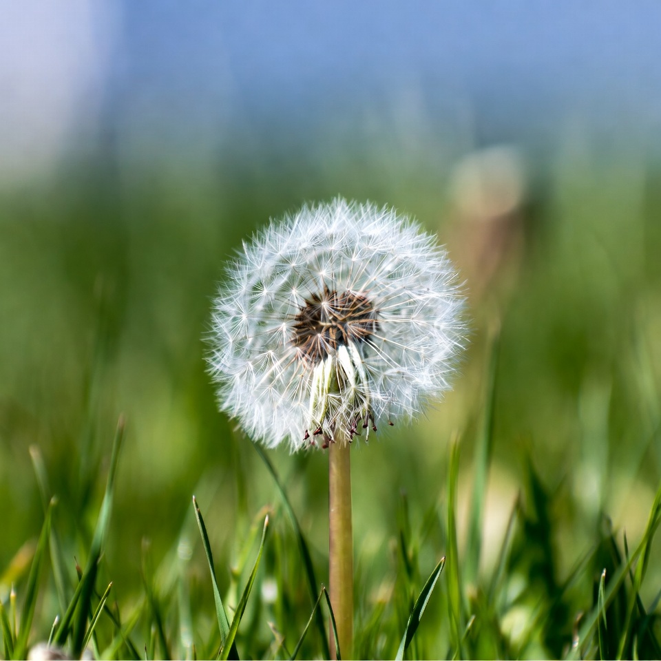 Dandelion on green grass Dandelion on green grass