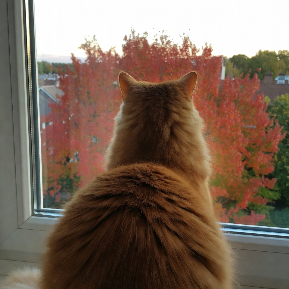 Orange cat gazing at autumn trees Orange cat gazing at autumn trees