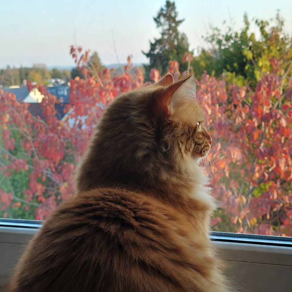 Orange cat looking out window at autumn trees Orange cat looking out window at autumn trees