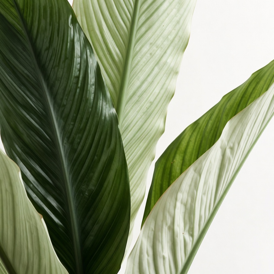 Green Calathea Leaves on White Background Green Calathea Leaves on White Background