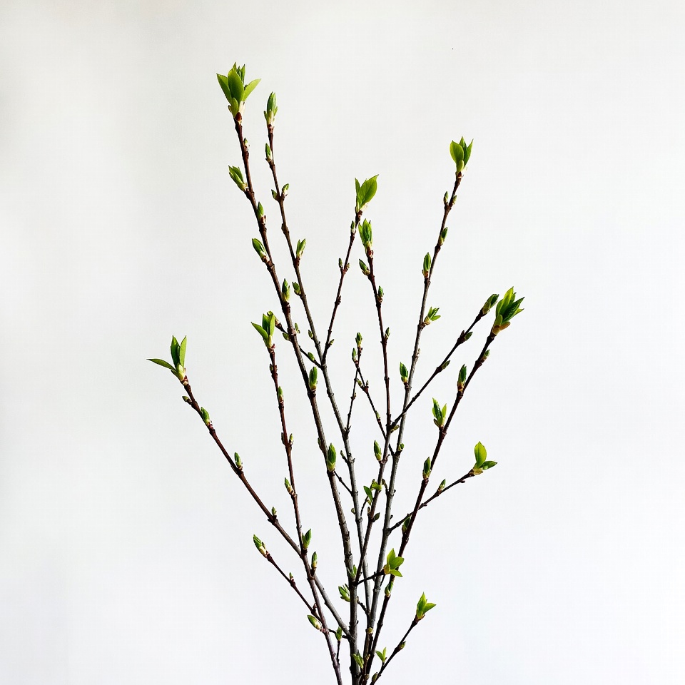 Fresh green tree buds on white background Fresh green tree buds on white background