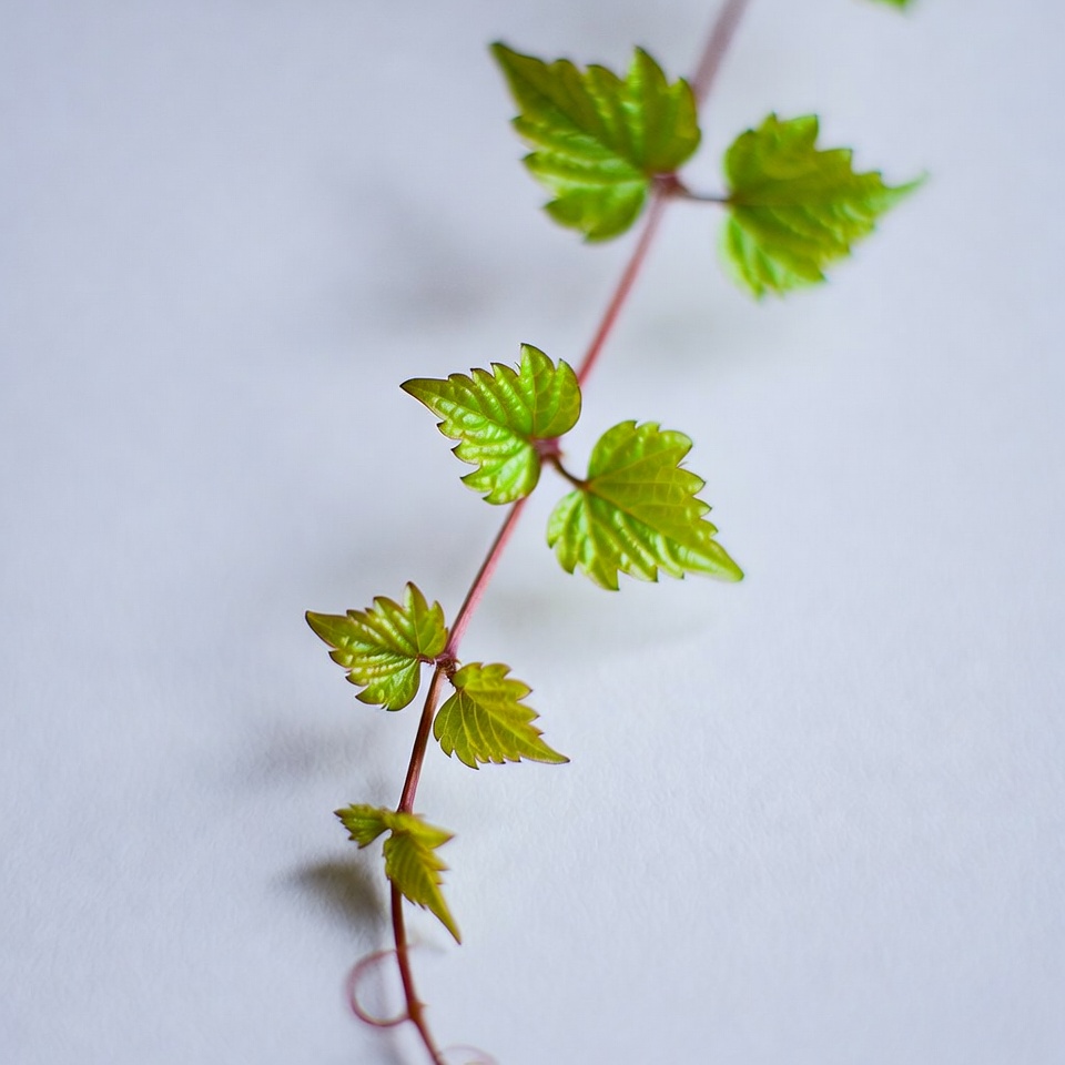 Fresh green vine leaves on white Fresh green vine leaves on white