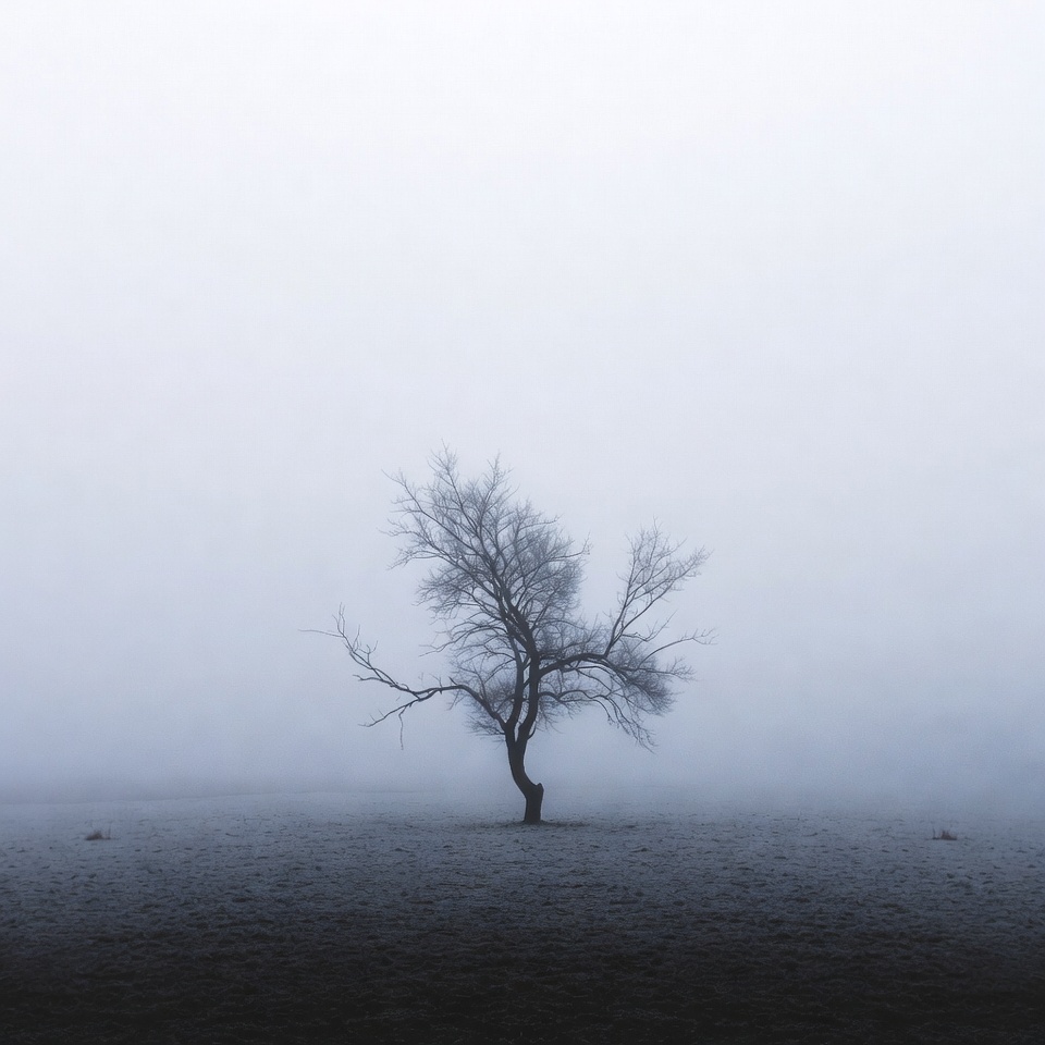 Lonely Tree in Foggy Field Lonely Tree in Foggy Field