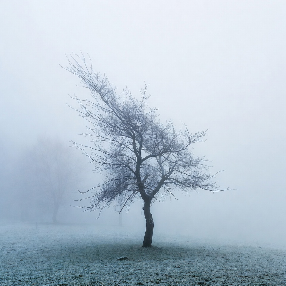 Lonely Tree in Foggy Field Lonely Tree in Foggy Field