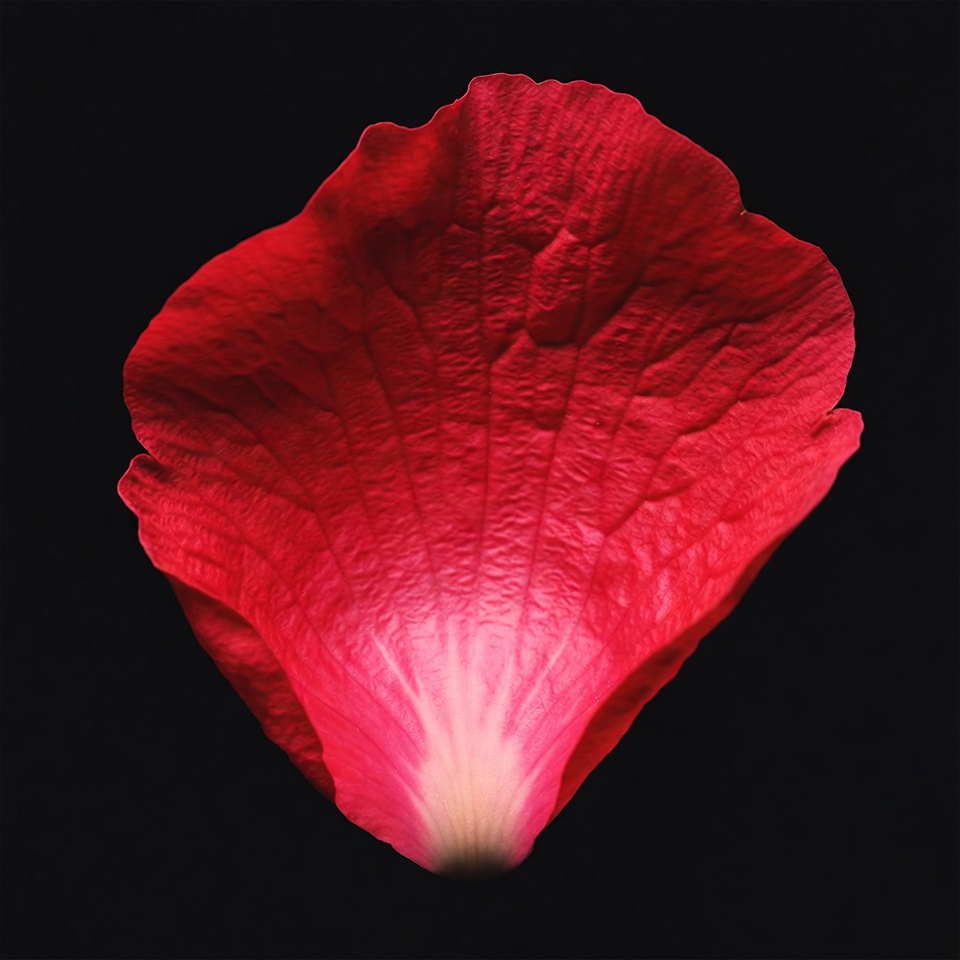 Red Rose Petal on Black Background Red Rose Petal on Black Background