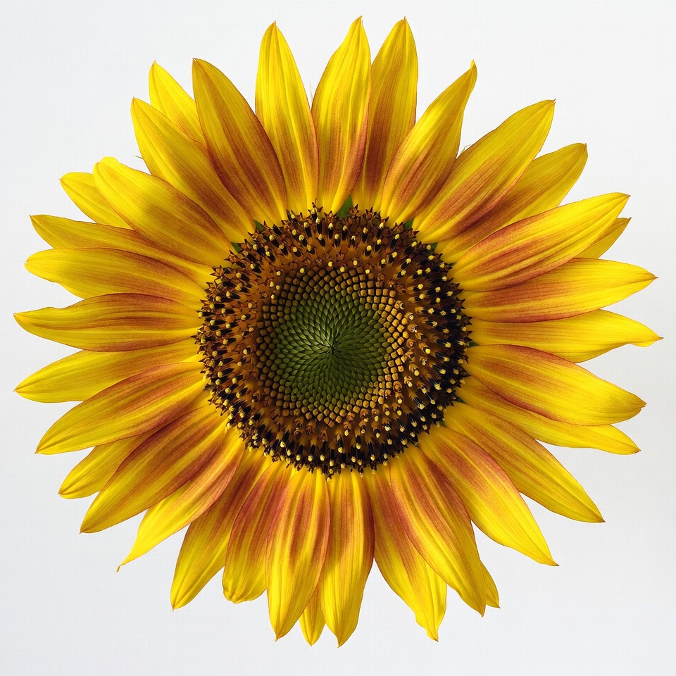 Sunflower on white background Sunflower on white background
