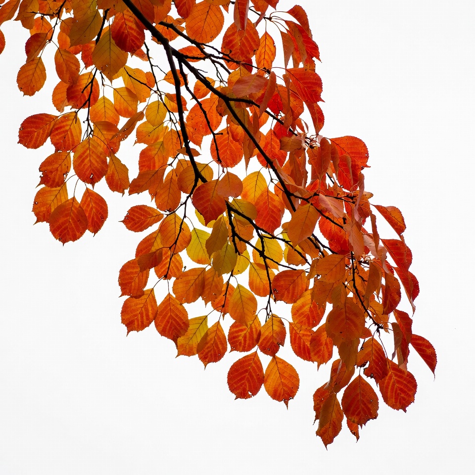 Autumn maple branches on white background Autumn maple branches on white background