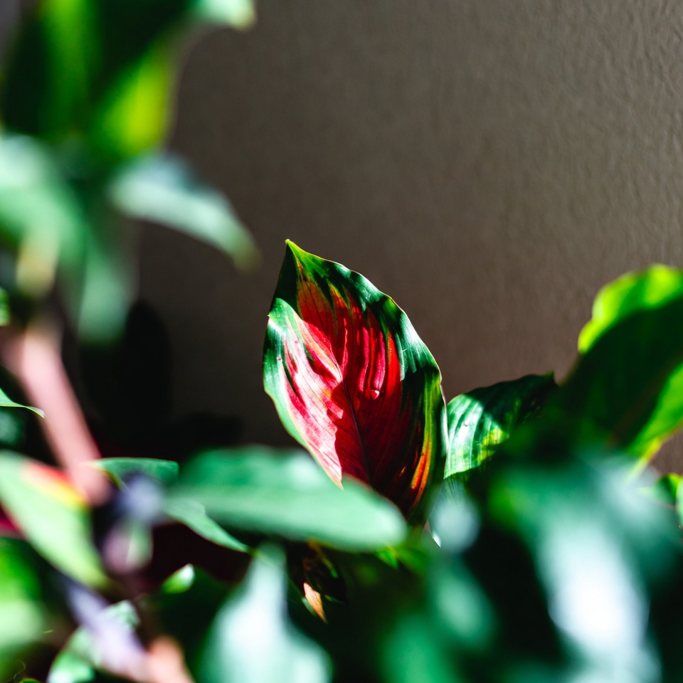 Vibrant Red Prayer Plant Leaf Vibrant Red Prayer Plant Leaf