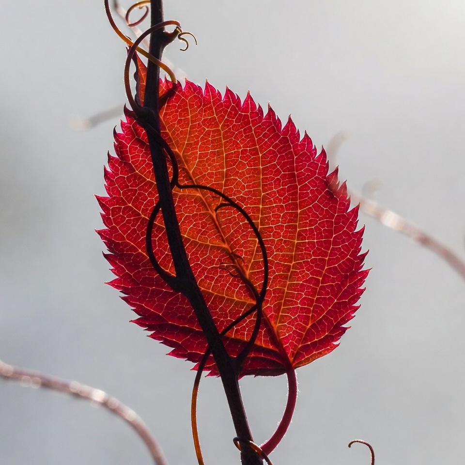 Red autumn leaf on vine Red autumn leaf on vine