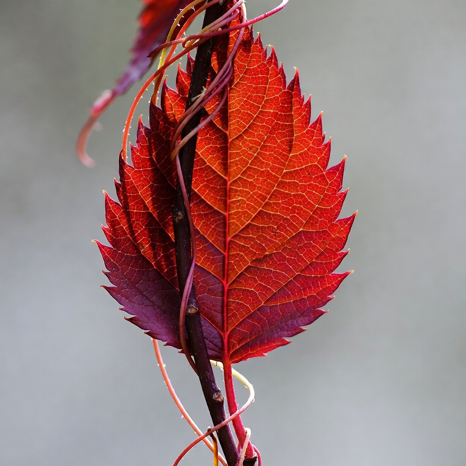 Red autumn vine leaf Red autumn vine leaf