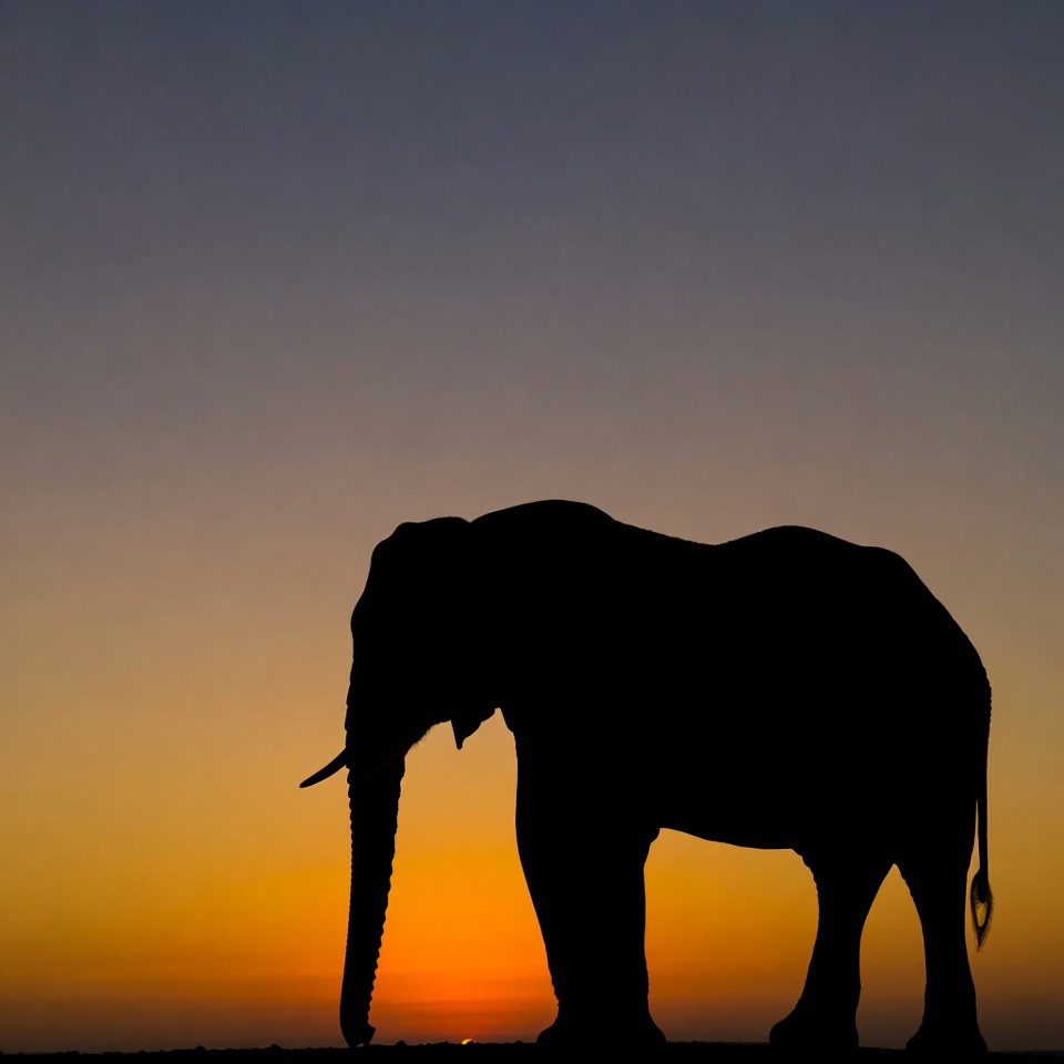 Elephant silhouette at sunset Elephant silhouette at sunset