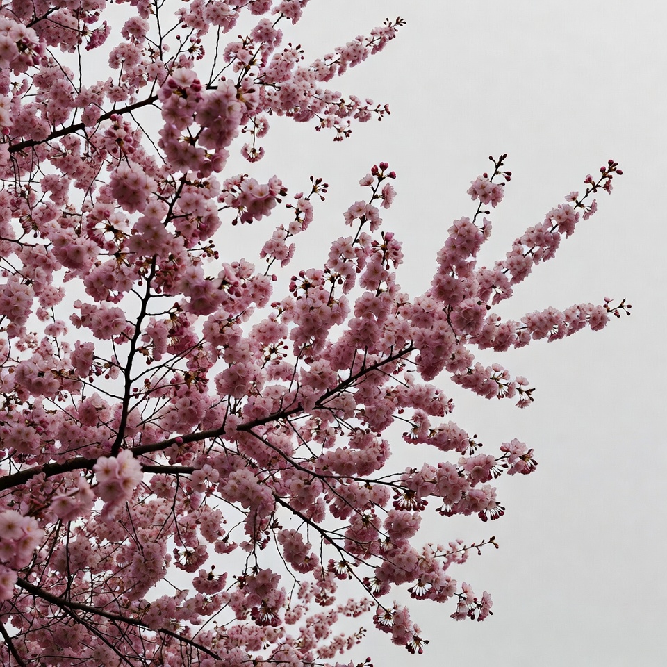 Pink Cherry Blossom Branches Pink Cherry Blossom Branches