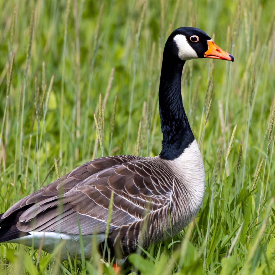 Canada Goose in Green Grass Canada Goose in Green Grass