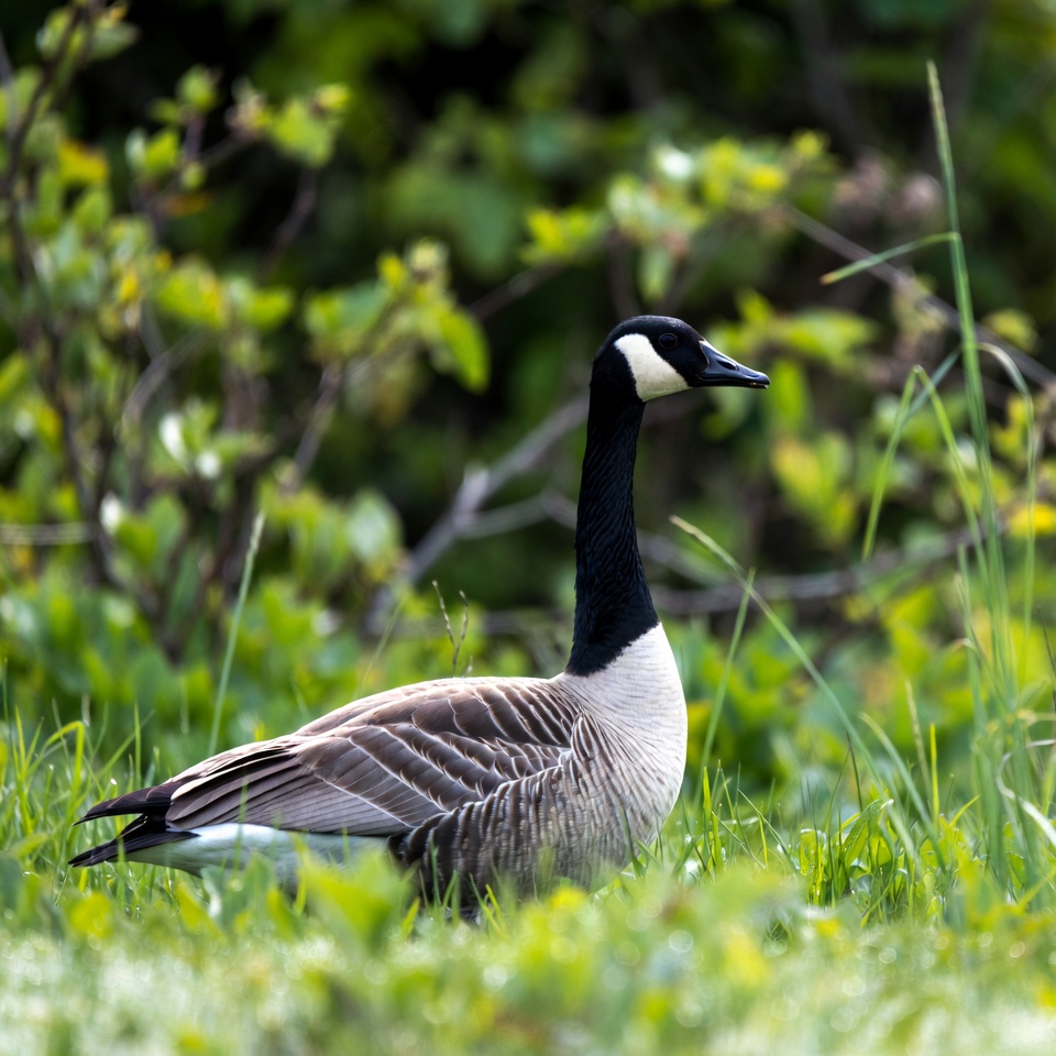 Canada Goose Standing in Grass Canada Goose Standing in Grass