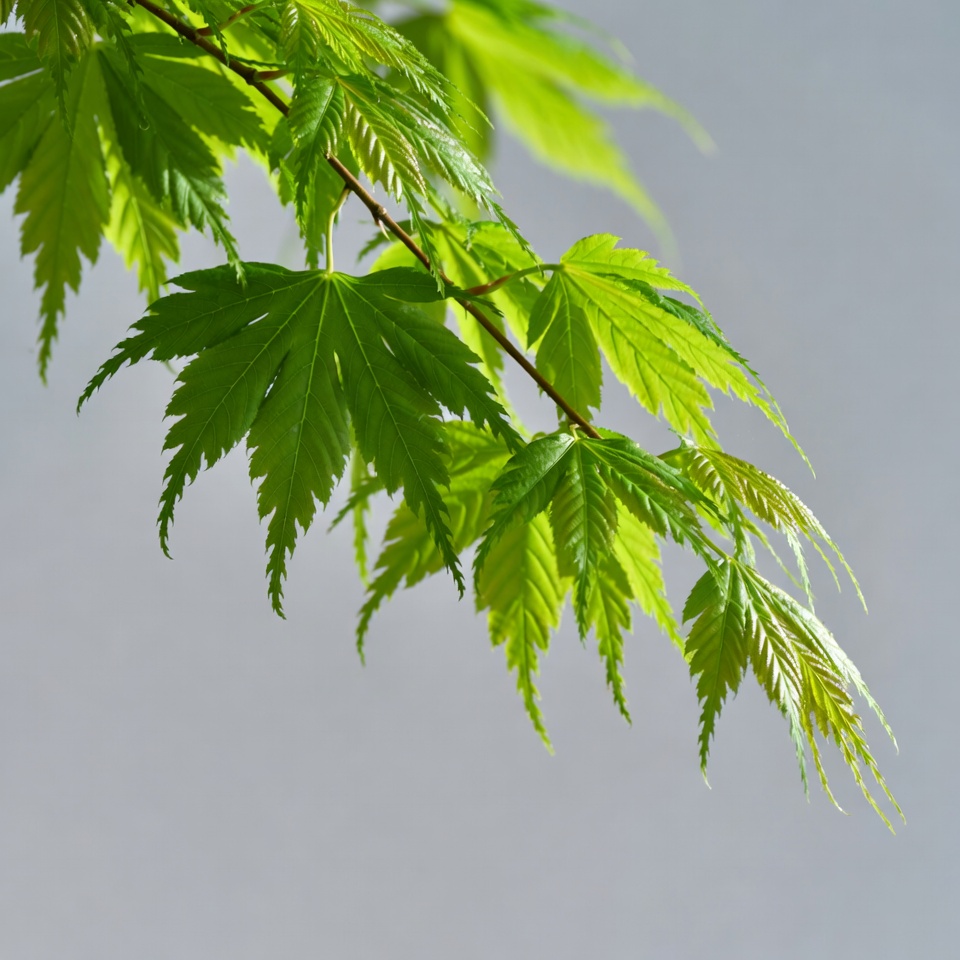 Green Japanese Maple Leaves Branch Green Japanese Maple Leaves Branch