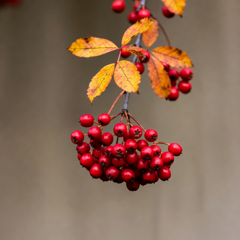 Red Mountain Ash Berries on Autumn Branch Red Mountain Ash Berries on Autumn Branch