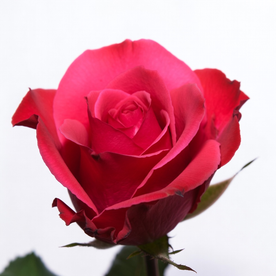 Pink Rose on White Background Pink Rose on White Background