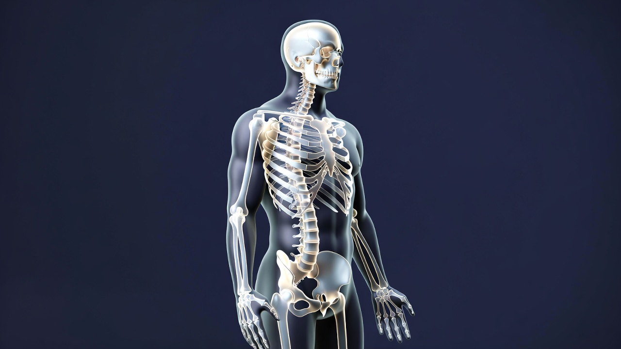 3D Human Skeleton Standing Pose 3D Human Skeleton Standing Pose