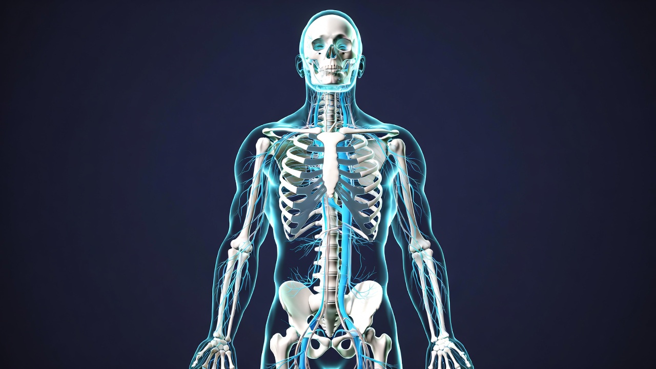 3D Human Skeleton Illustration 3D Human Skeleton Illustration