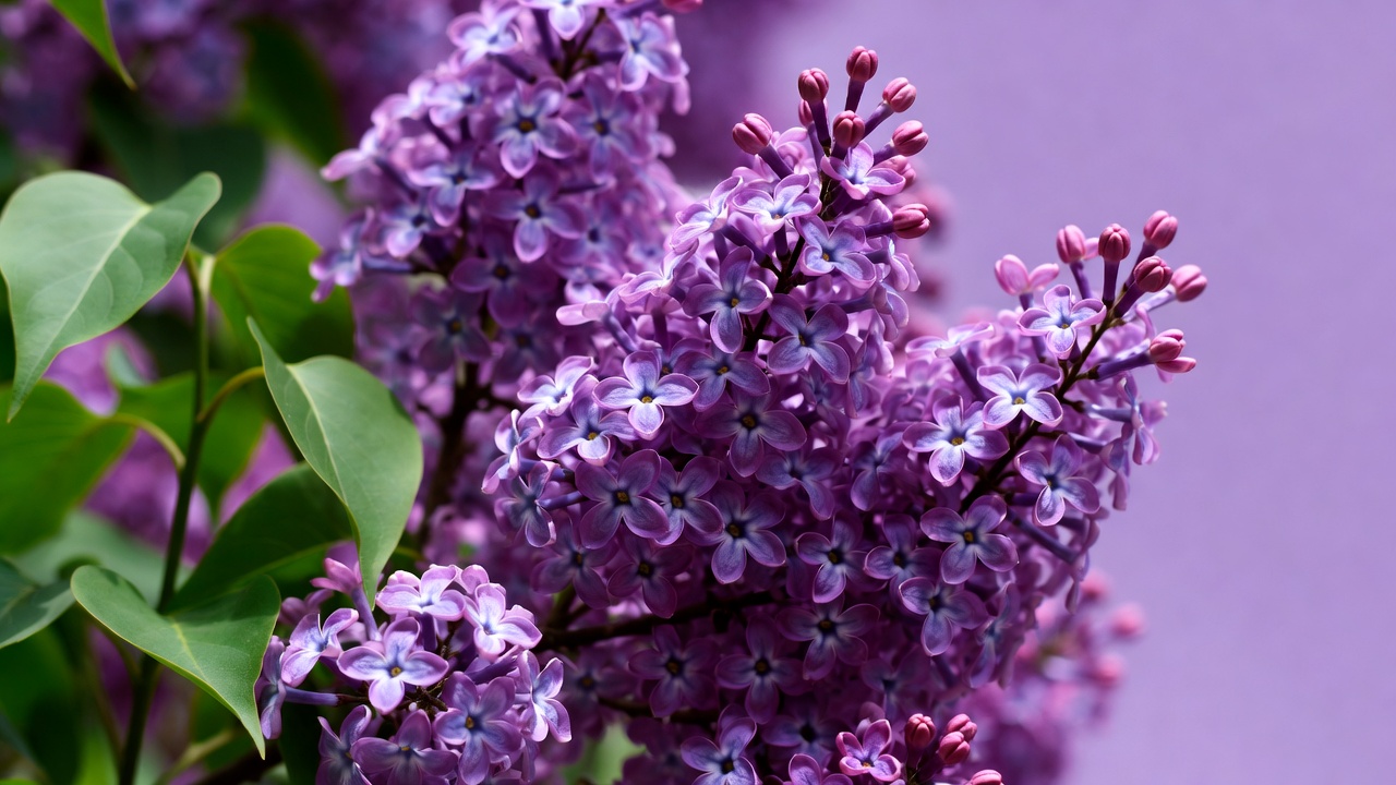 Lilac Flowers with Green Leaves Lilac Flowers with Green Leaves