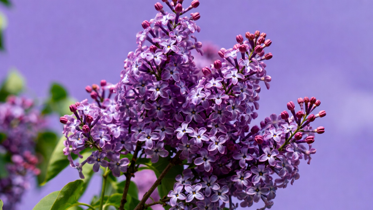 Purple Lilac Flowers Cluster Purple Lilac Flowers Cluster