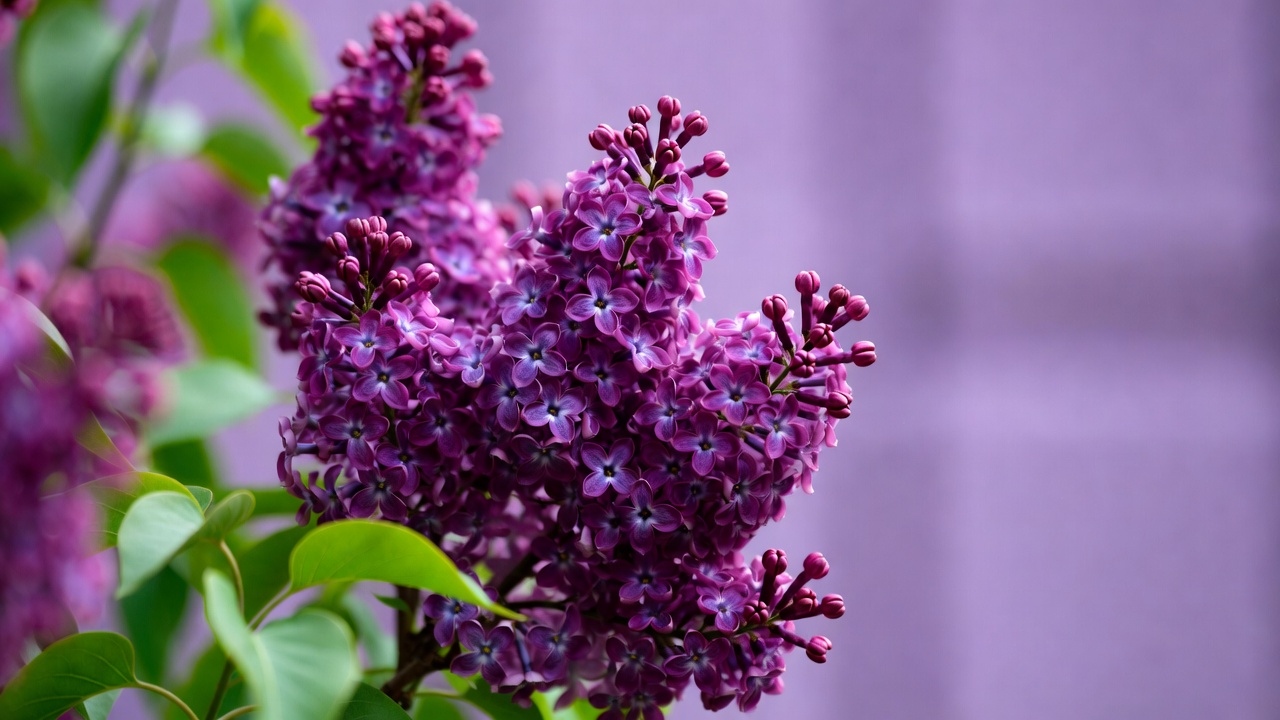 Purple Lilac Flowers Cluster Purple Lilac Flowers Cluster